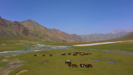 Vista-Aérea-Escénica-Volando-A-Través-De-Una-Manada-De-Caballos-En-Un-Prado-Alpino-En-El-Desierto-De-Montaña-De-Kirguistán