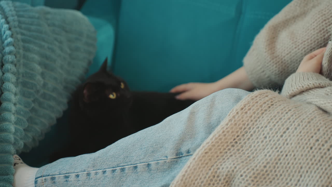 Woman Pointing At Black Cat On Couch, Cat Responds With Alert Gaze And Subtle Movement, Knit Sweater And Teal Cushion, Playful Reach And Gentle Petting, Interaction Highlights Bond And Attention
