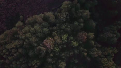 toma de arriba hacia abajo de un rico bosque verde capturado después de la puesta del sol