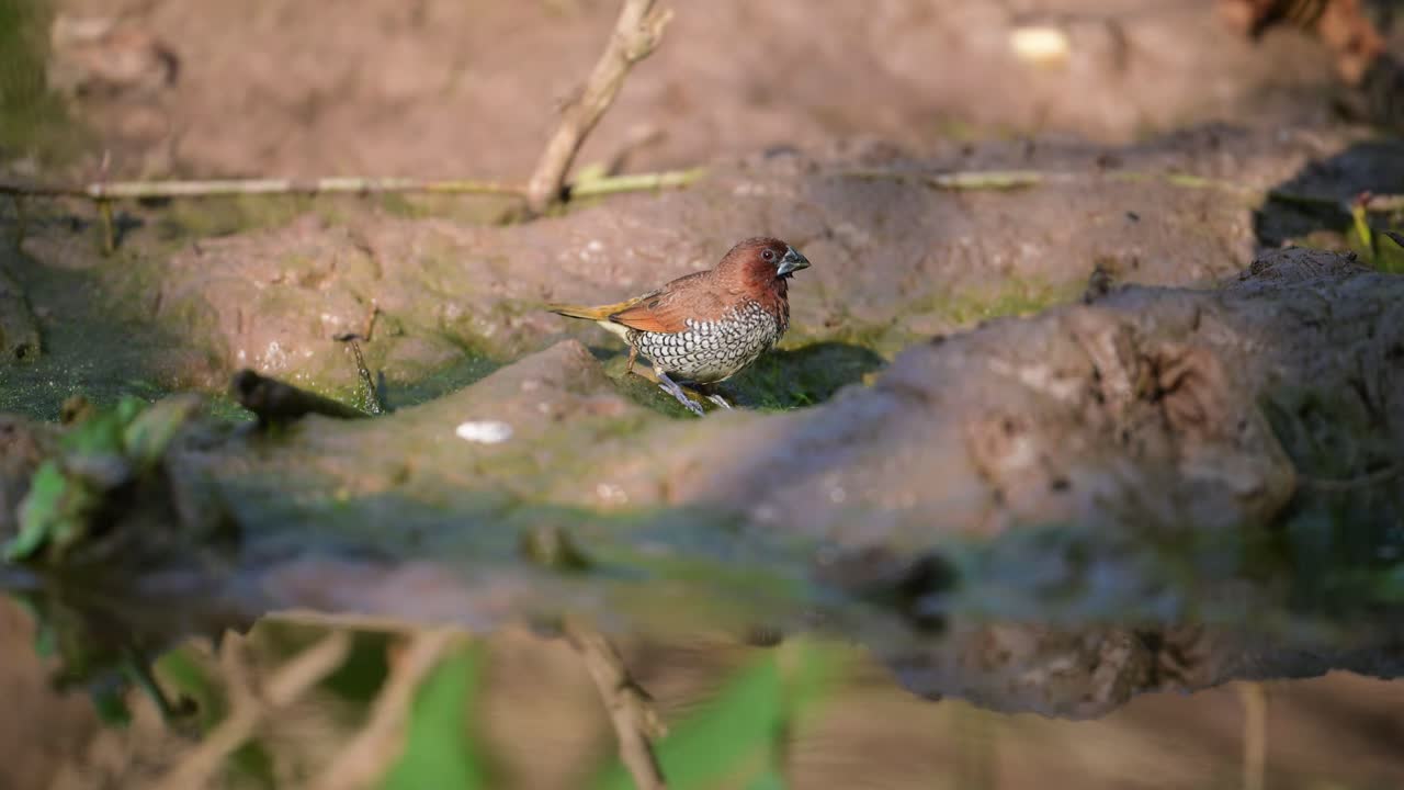 A Scaly-breasted Munia (Lonchura punctulata), also known as the Nutmeg Mannikin or Spice Finch, stands on a muddy riverbank.