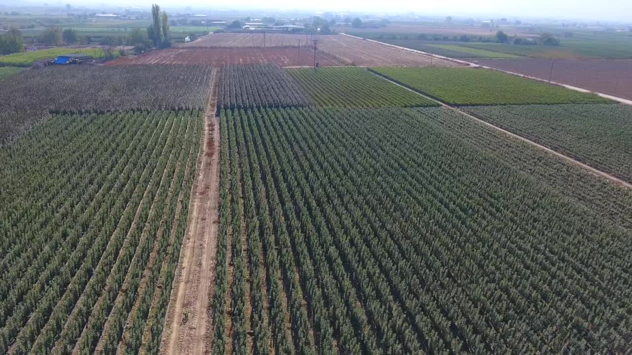 un campo lleno de árboles frutales y plantas