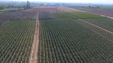 Un-Campo-Lleno-De-árboles-Frutales-Y-Plantas