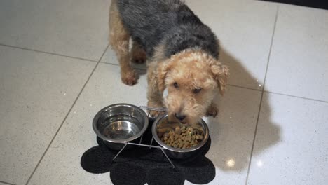 Perro-Terrier-Comiendo-Su-Comida-Croqueta-Seca-De-Tazón-O-Plato