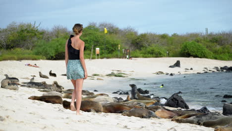 turista caminando hacia un grupo de leones marinos relajándose en playa punta en la isla san cristobal en galápagos