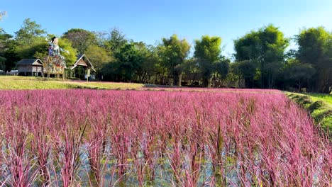 campos de arroz coloridos bajo un cielo azul claro