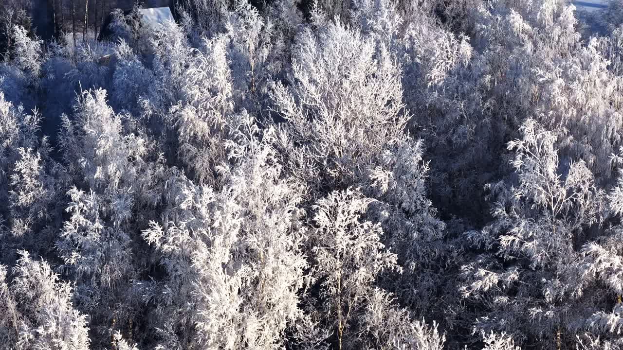 Filmatisk luftoptagelse af hvide birketræer med frosne grene og rimfrost under en gylden solopgang i en sneklædt vinterskov i det landlige Letland