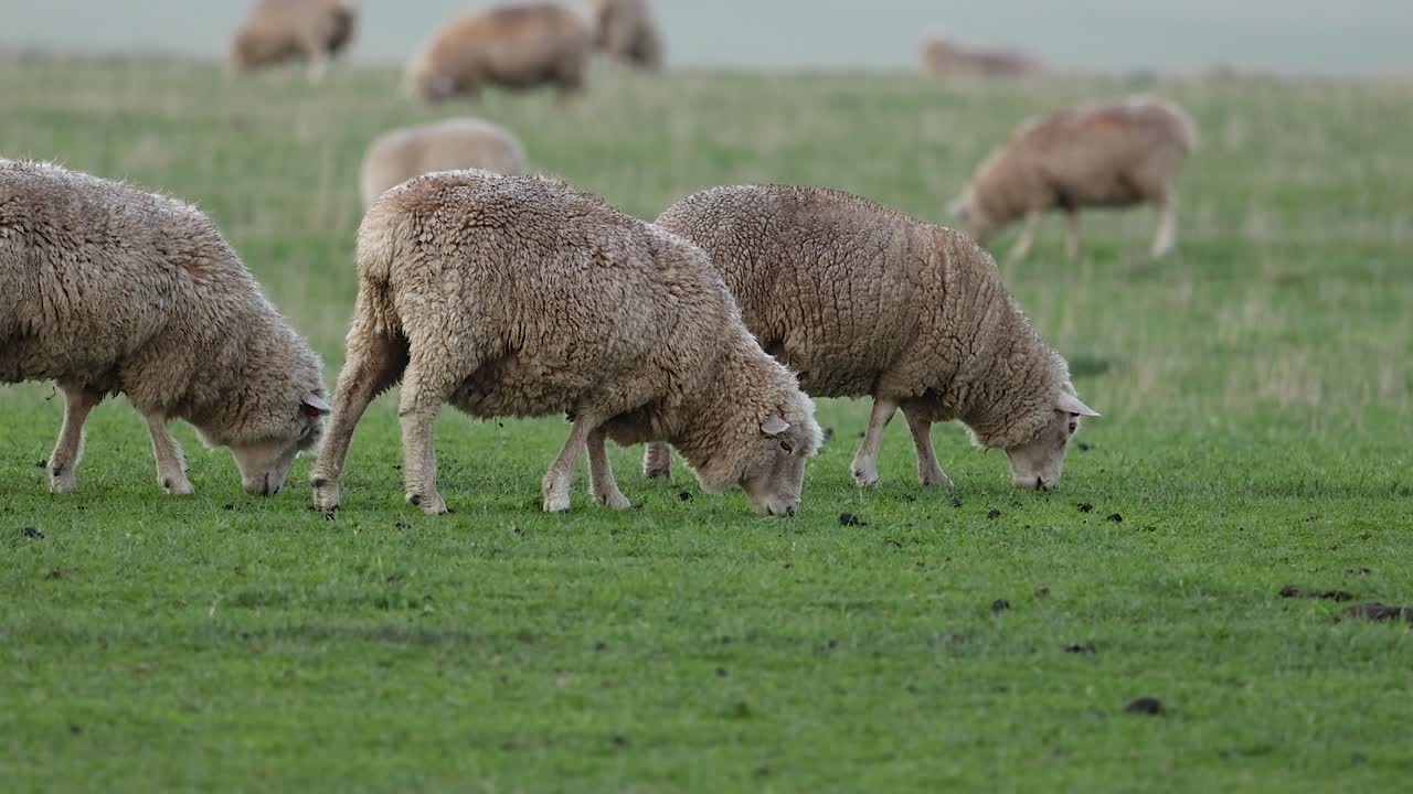 양 들 이  에서 풀 을 먹고 있다