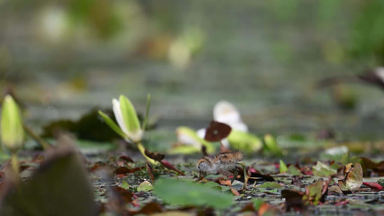 Pulcini di jacana dalla coda di fagiano che si nutrono su una foglia galleggiante di ninfea