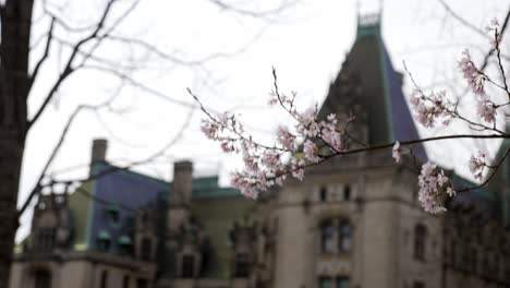 Biltmore-House-Im-Hintergrund-Mit-Kirschblüten-Im-Vordergrund-|-4k