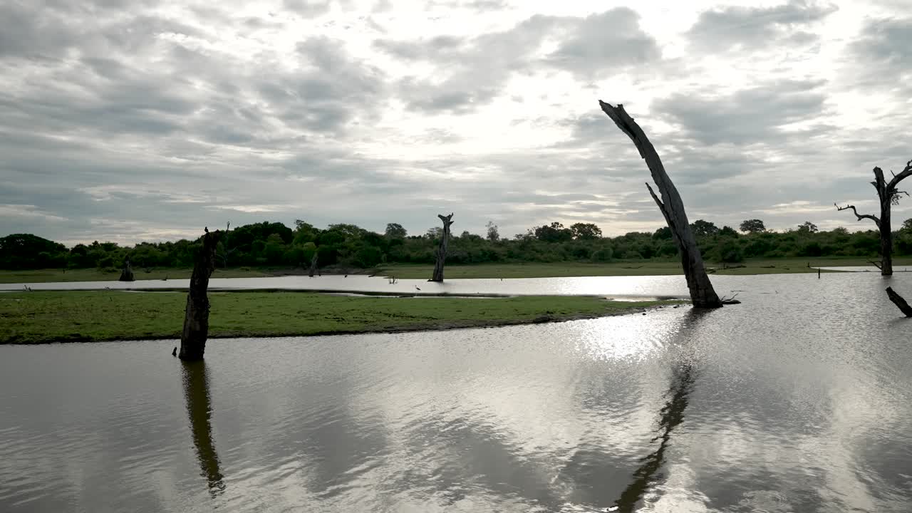 스리랑카의 조용한 습지 강 풍경, 죽은 나무와 구름이 반사된 하늘
