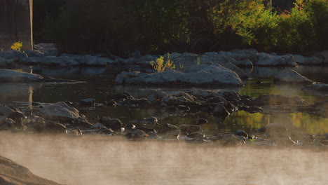 mist over flowing rocky river with bushes in the background