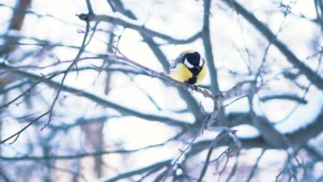 great tit in snowy tree