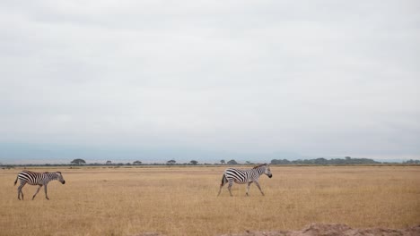 panning shot follow two zebras walking across the savannah in african kenya