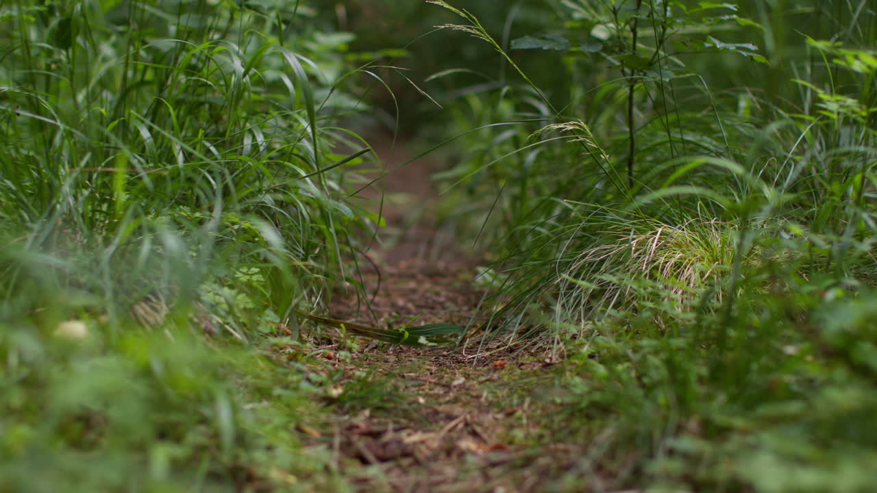 vista a nivel del suelo de una vía o un sendero a través de un bosque rodeado de plantas y hierbas que crecen