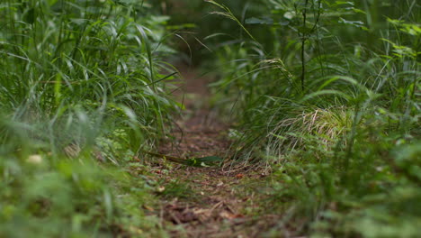 ground level view of track or path through woodland surrounded by plants and grasses growing