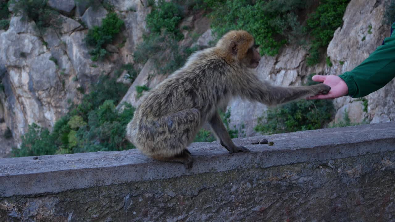 Barbary monkey taking food from a man's hand, Cap Carbon, Algeria