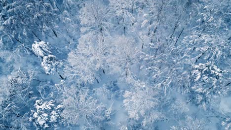 beautiful snow scene forest in winter. flying over of pine trees covered with snow.