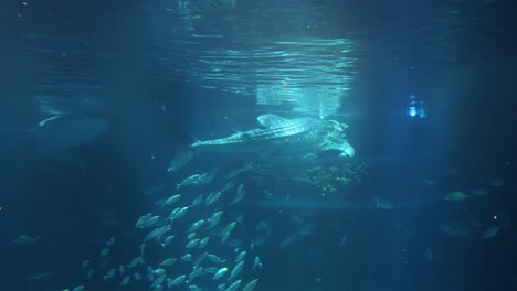 whale shark swimming with shoal of fish underwater