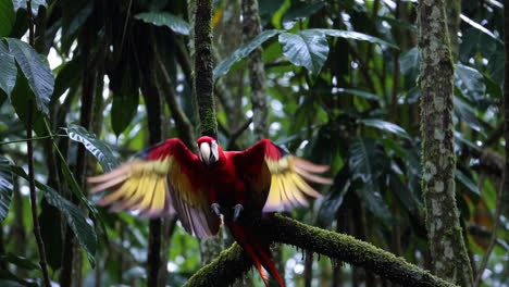 vibrant scarlet macaw in flight in a tropical rainforest