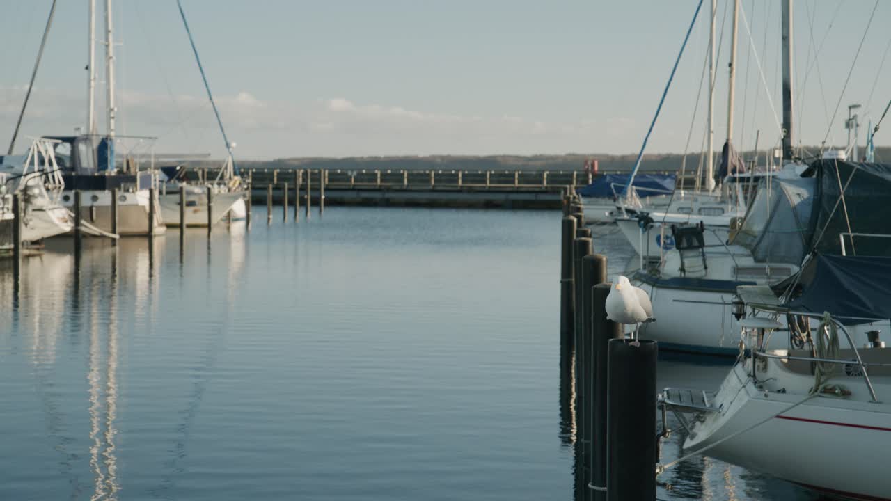 Seagull perched on a wooden post in a marina. Calm water, moored sailboats and soft daylight create a quiet and peaceful harbor atmosphere