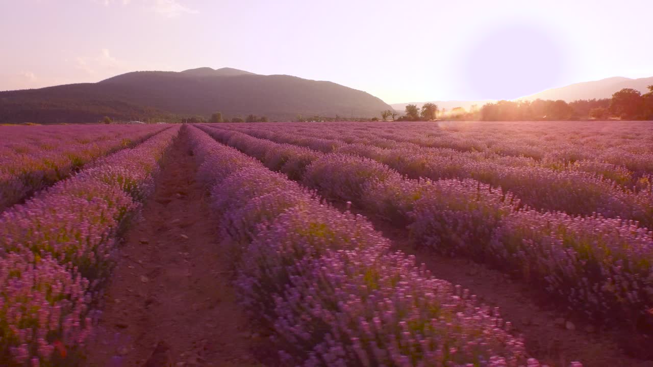 el campo de lavanda al atardecer
