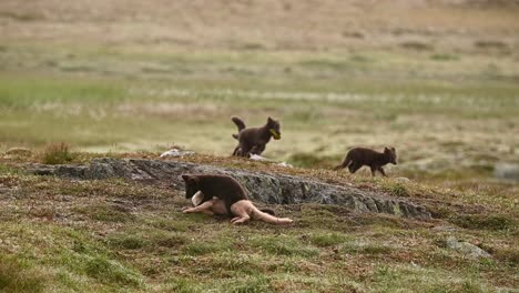 dwa młode lisy arktyczne walczą o kij, inne młode bawią się w tle, norwegia