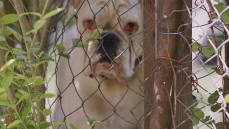 an old albino boxer watching with suspicion from behind the mesh fence