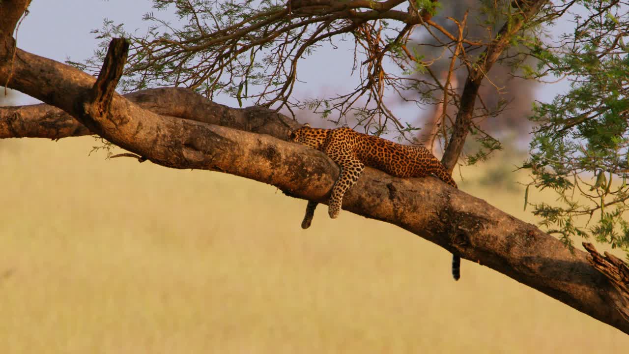 Relaxed leopard Panthera pardus lies asleep with its limbs dangling from a sturdy acacia branch, high above the golden savannah grasslands of a Ugandan game reserve in warm daylight
