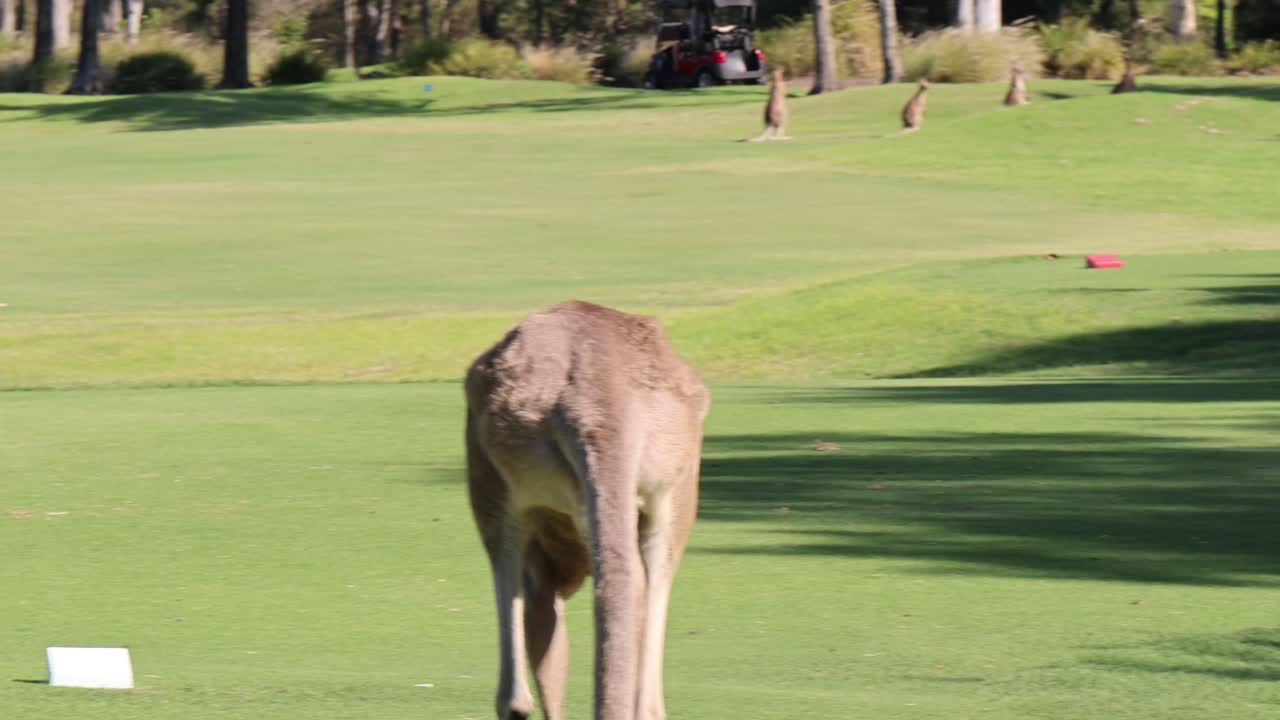Kangaroo explores and hops around a sunny golf course