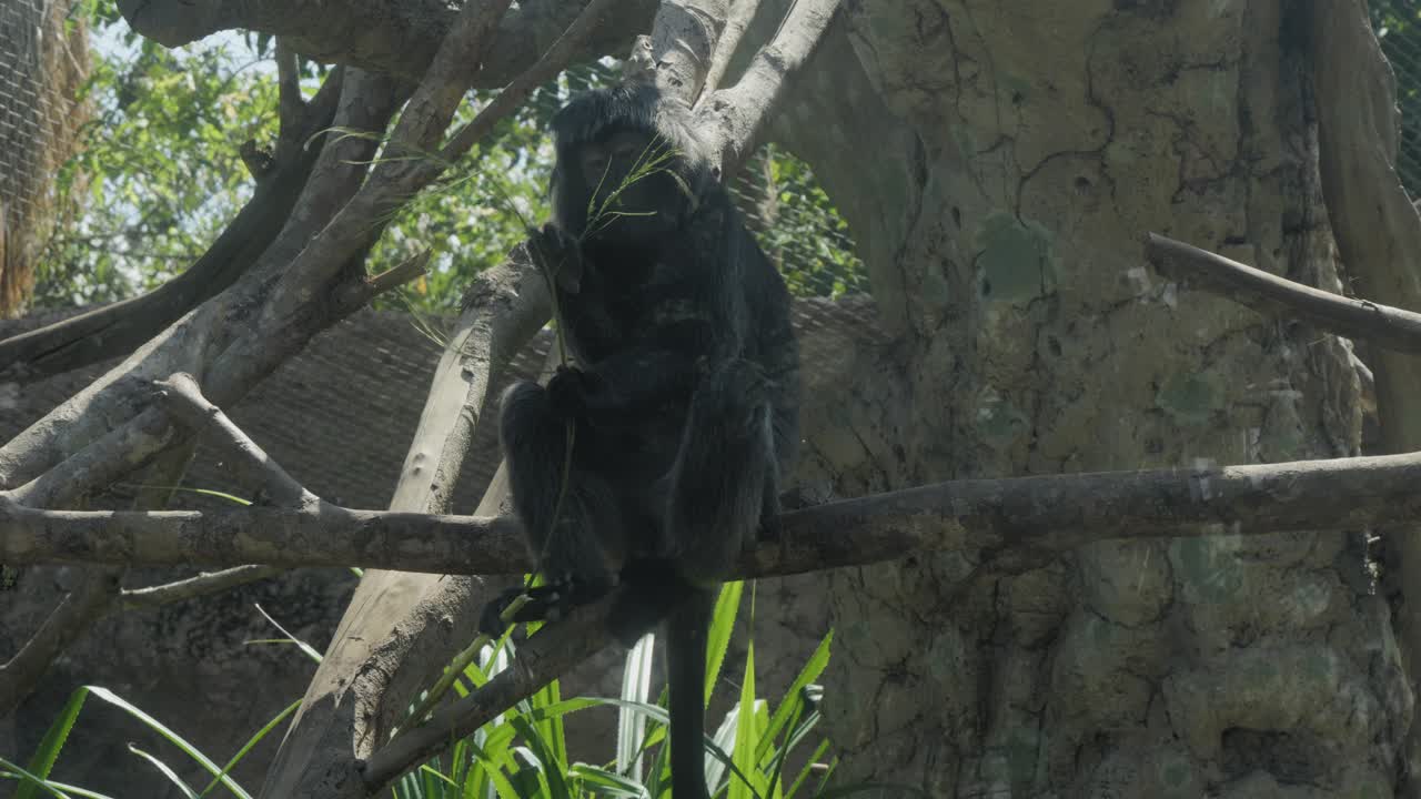 el lutung de ébano negro sentado en una rama y mordisqueando una ramita verde