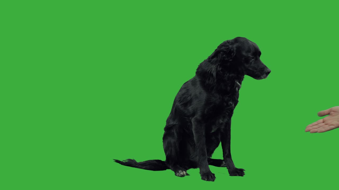 초록색 스크린에서 검은 머티 개가 발을 주고 있습니다.