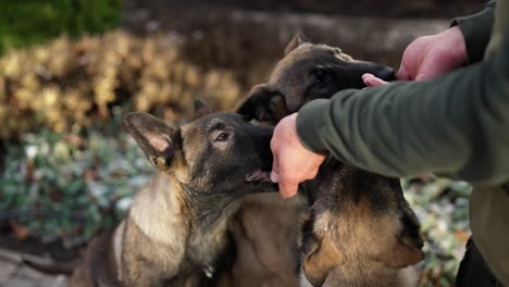 Mixed-breed-German-Shepherd-3-dogs-having-threats-from-the-owner