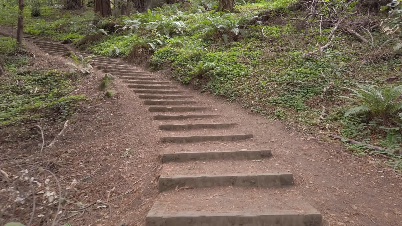 subir escaleras en el monumento nacional de muir woods, suave, gran angular, punto de vista en primera persona