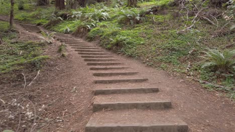 walking up stairs in muir woods national monument, smooth, wide angle, first person pov