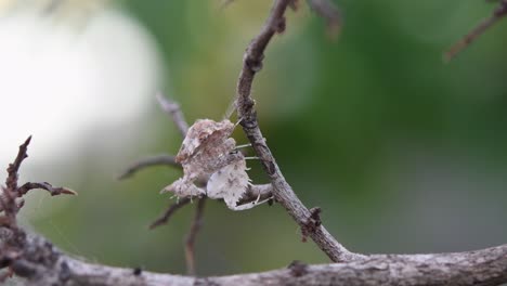 hanging upside down, raises its forelegs like boxing then turns its head quickly