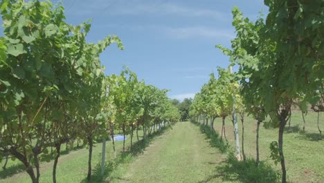 vineyard rows on a sunny day