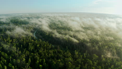 misty rainforest aerial view