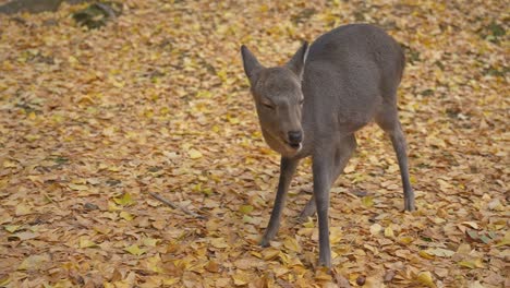 cervus nippon, japanese spotted deer fawn in slow motion in autumn scene