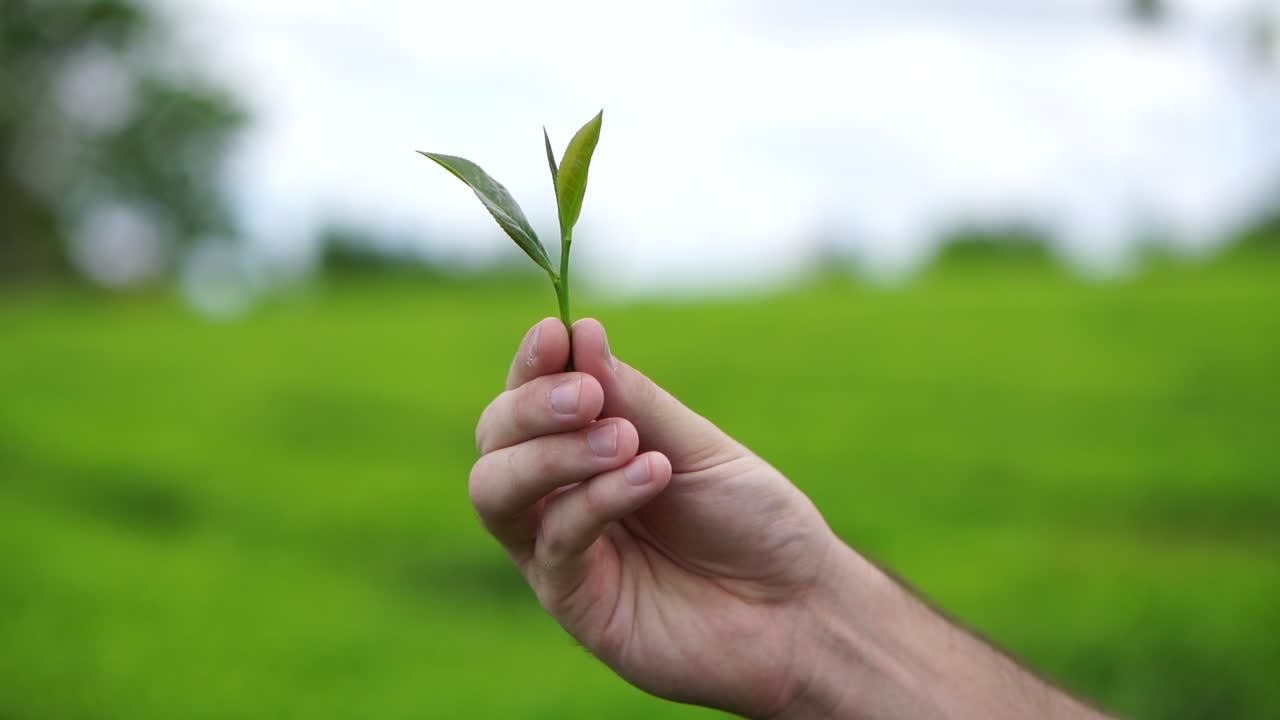 manos delicadamente sosteniendo una planta de té verde , mostrando el cuidado y la experiencia requerida en el cultivo de este té exquisito