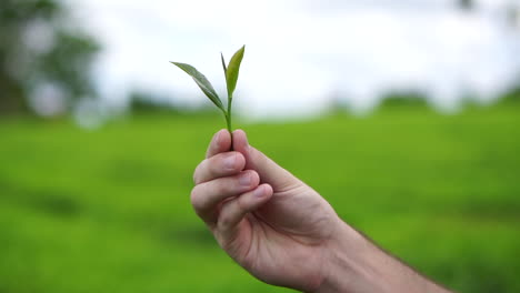 Manos-Sosteniendo-Delicadamente-Una-Planta-De-Té-Verde,-Mostrando-El-Cuidado-Y-Experiencia-Requeridos-En-El-Cultivo-De-Este-Exquisito-Té