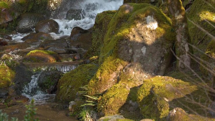 Acqua limpida scorre su pietre verdi ricoperte di muschio in un tranquillo ambiente di giardino tradizionale giapponese.