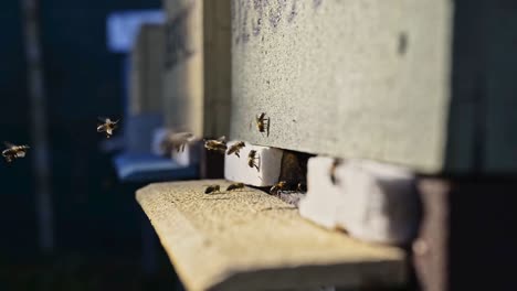 beehive with bees in apiary