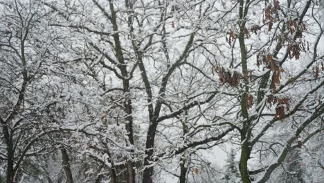 aussicht auf bäume im winter während eines schneesturms in minnesota