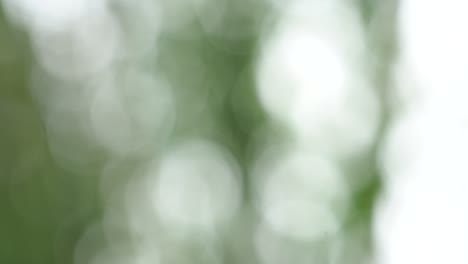 bokeh of blurred  bamboo  leaves with sunlight