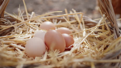 close up of farm eggs on hay