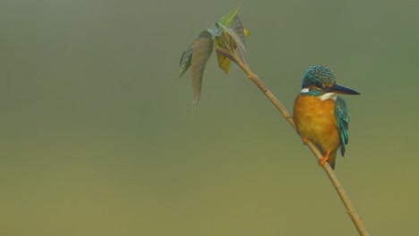 un pequeño pescador azul hermoso sentado en una ramita