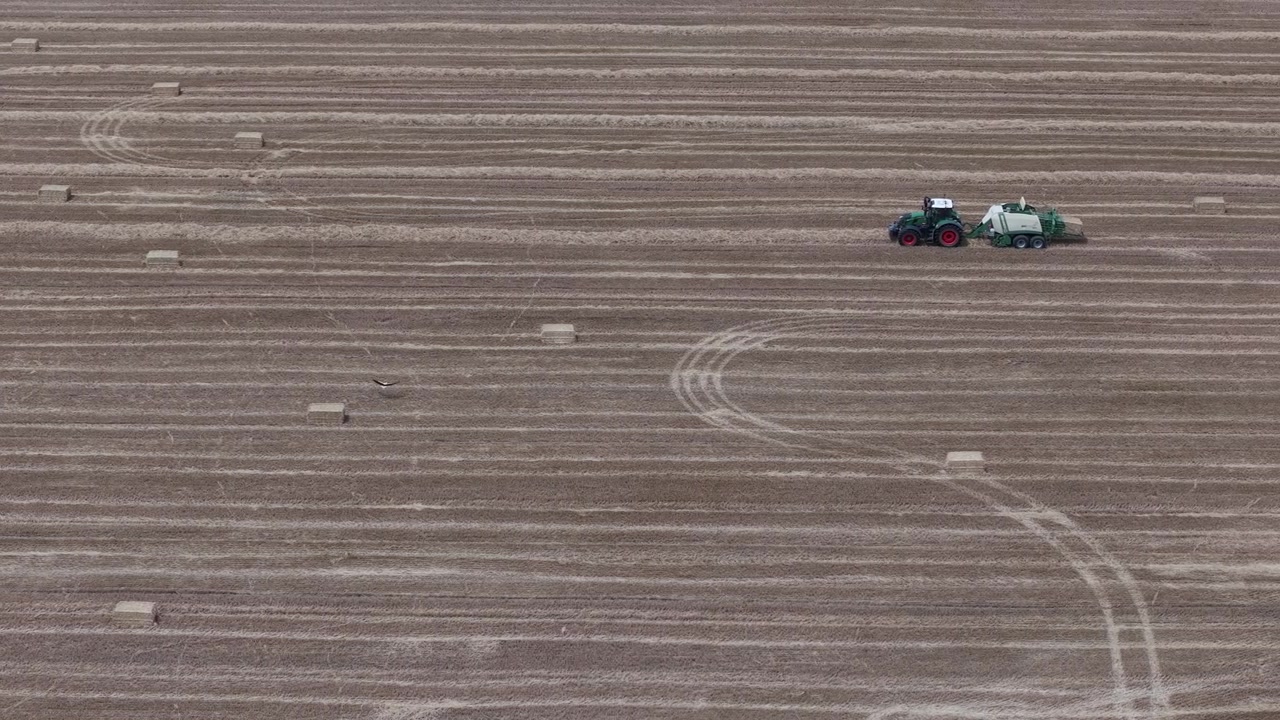 Una prospettiva aerea cattura due cicogne bianche che camminano attraverso un vasto campo agricolo raccolto, cosparso di piccole balle di fieno quadrate.