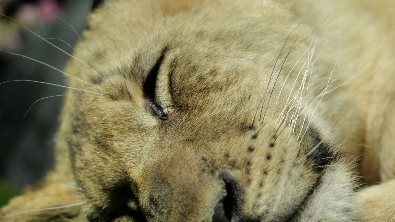 Close-up of a three-month-old lion cub sleeping, showing a subtle blink during rest. Fine fur and whisker details in soft light create a calm, intimate wildlife moment.
