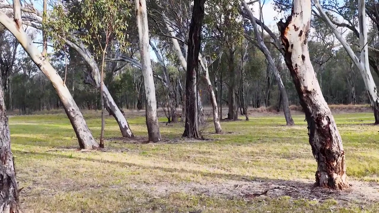 Una lenta ripresa panoramica attraverso una foresta di eucalipti illuminata dal sole nel Nuovo Galles del Sud rurale, Australia