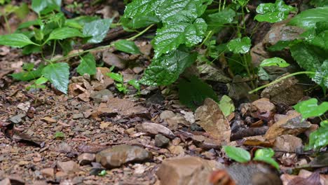 seen foraging in the forest as its moves to the right and towards the front, ferruginous partridge caloperdix oculeus, thailand